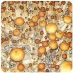 Псилоцибиновые (галлюциногенные)  грибы Psilocybin "Golden Teacher" в Ялуторовске